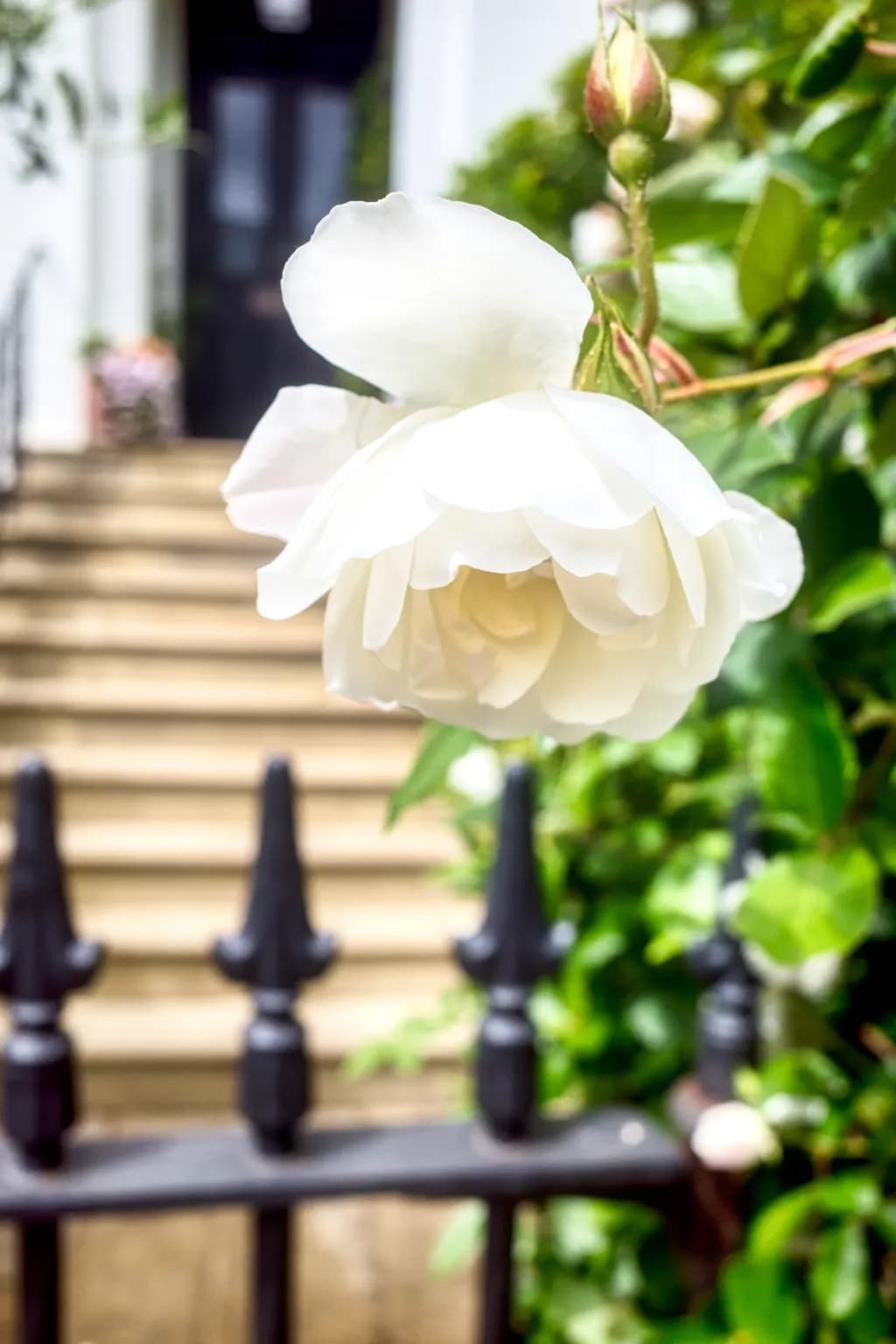 White Rose Bloom