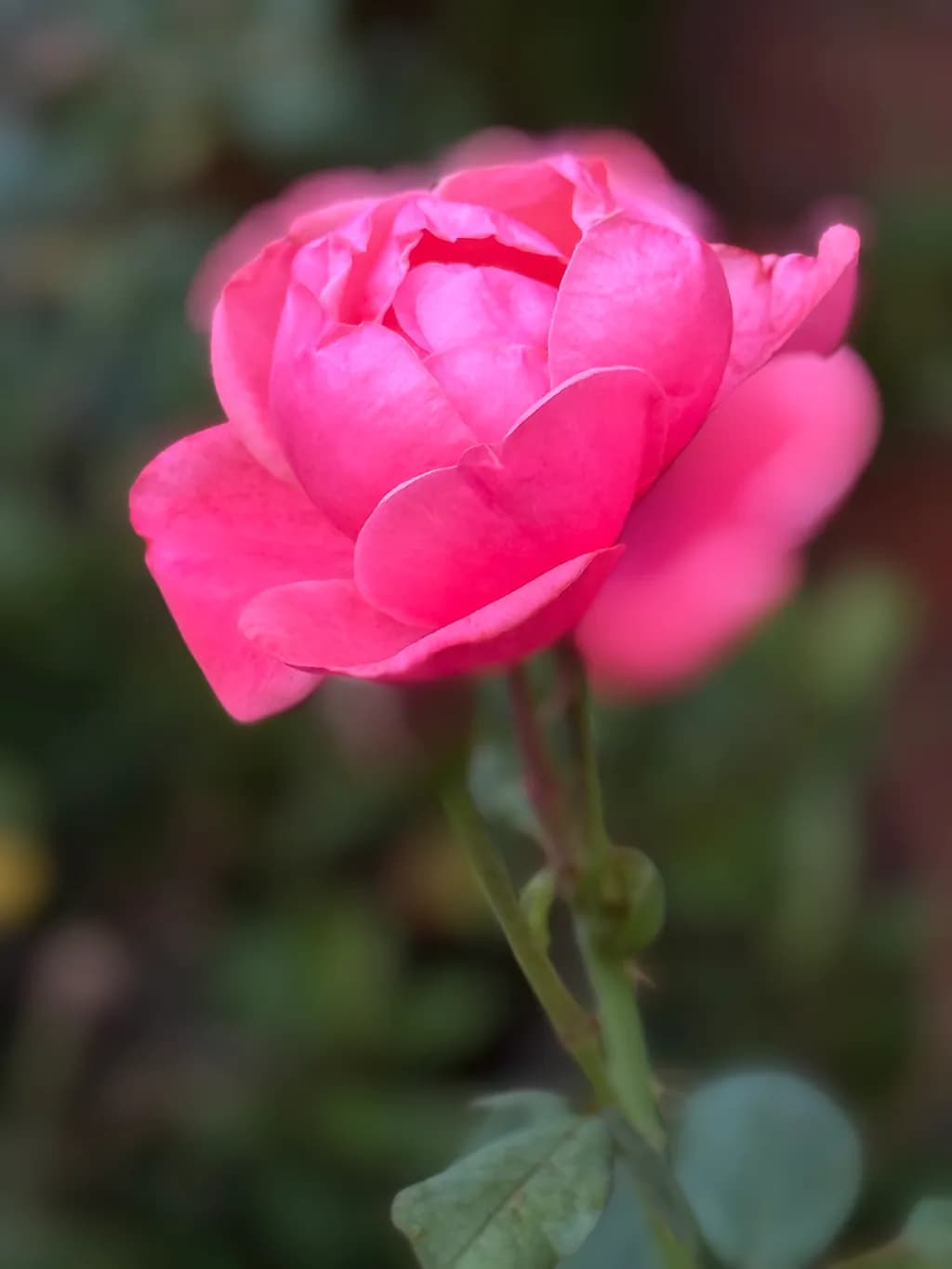 Pink Rose Bloom
