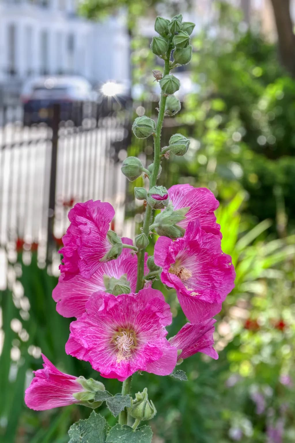 Pink Hollyhock Bloom