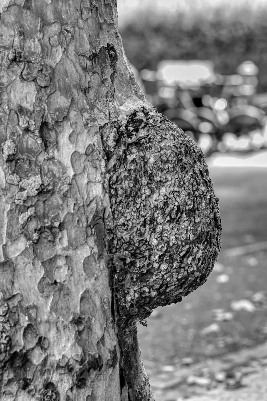 Tree Burl Texture