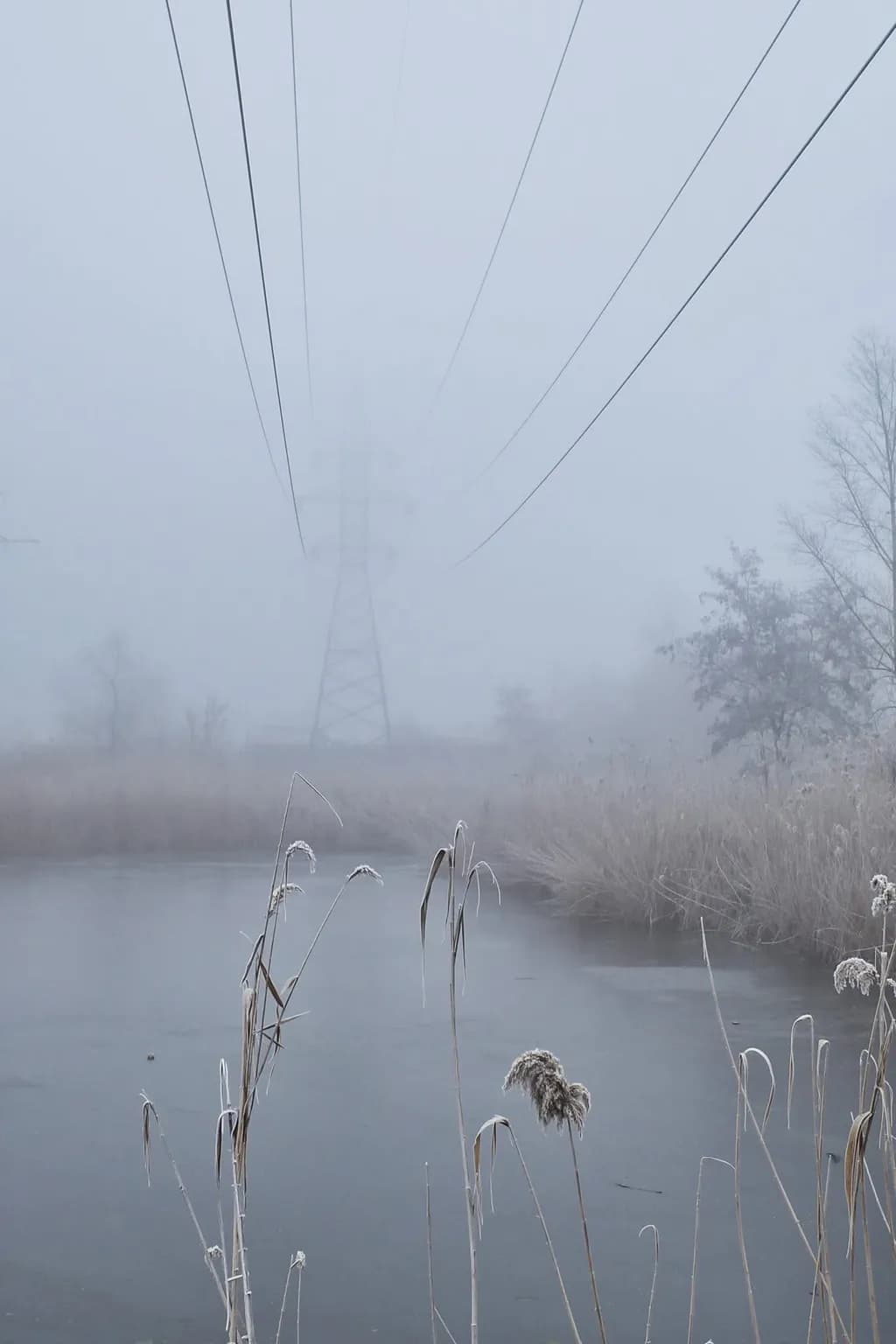 Foggy Serenity