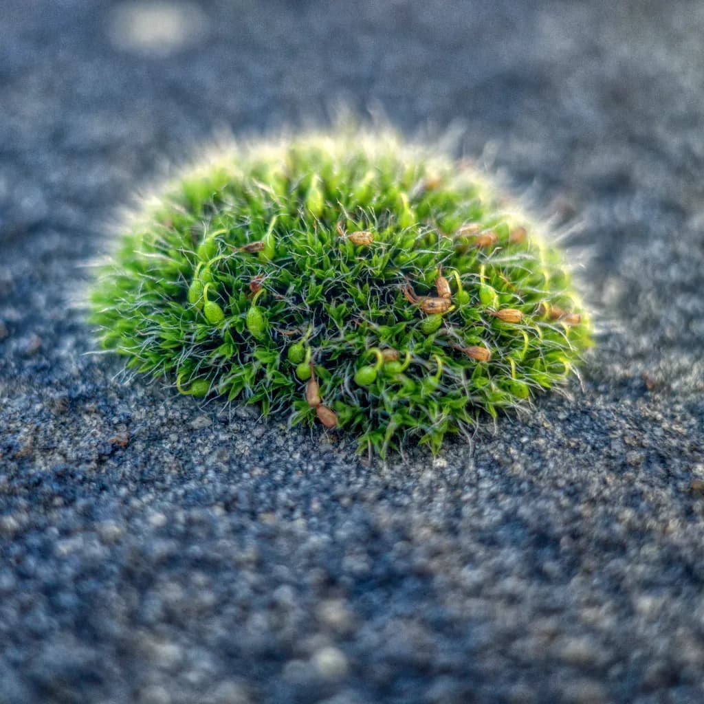 Moss Resilience