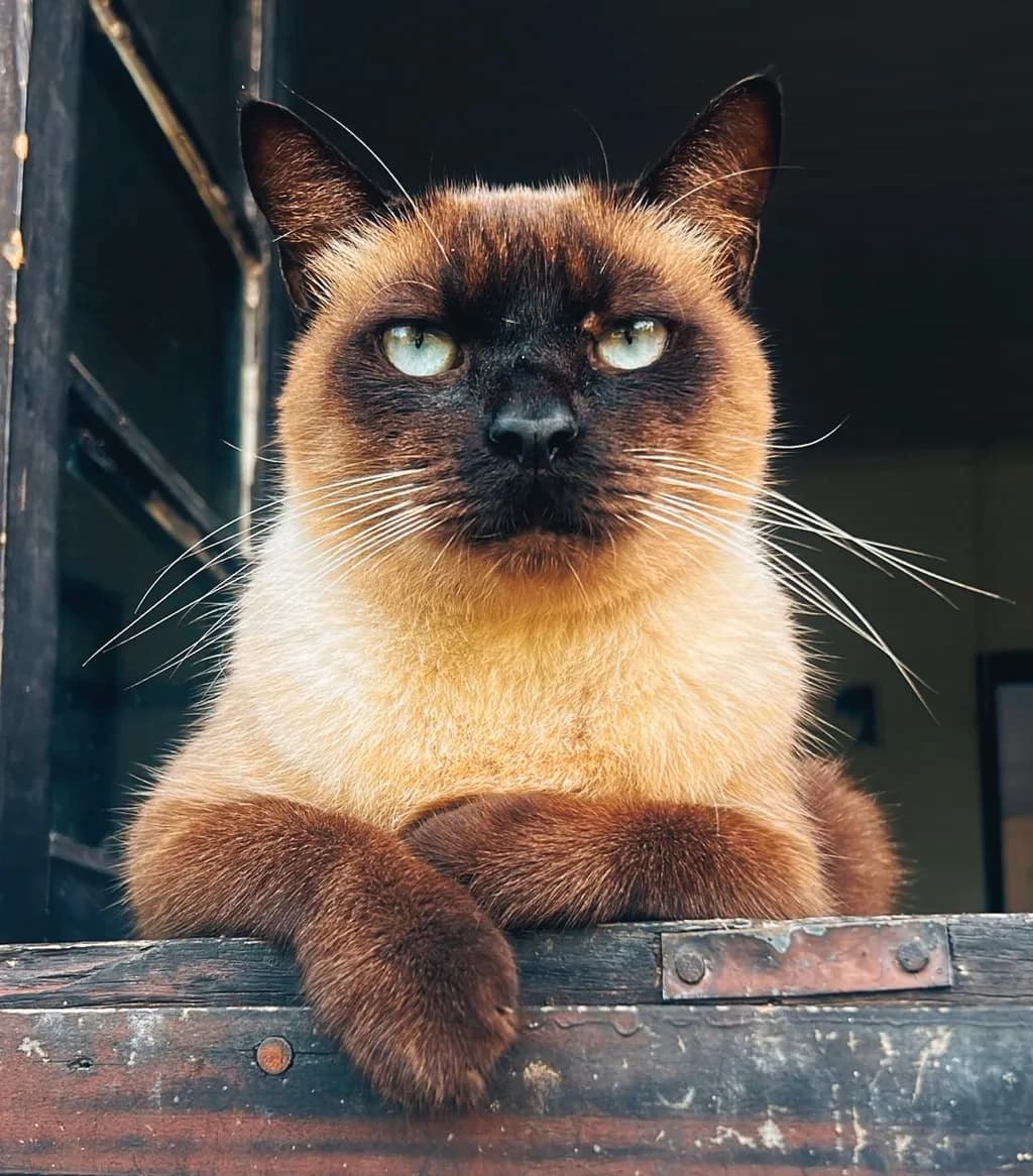 Curious Siamese