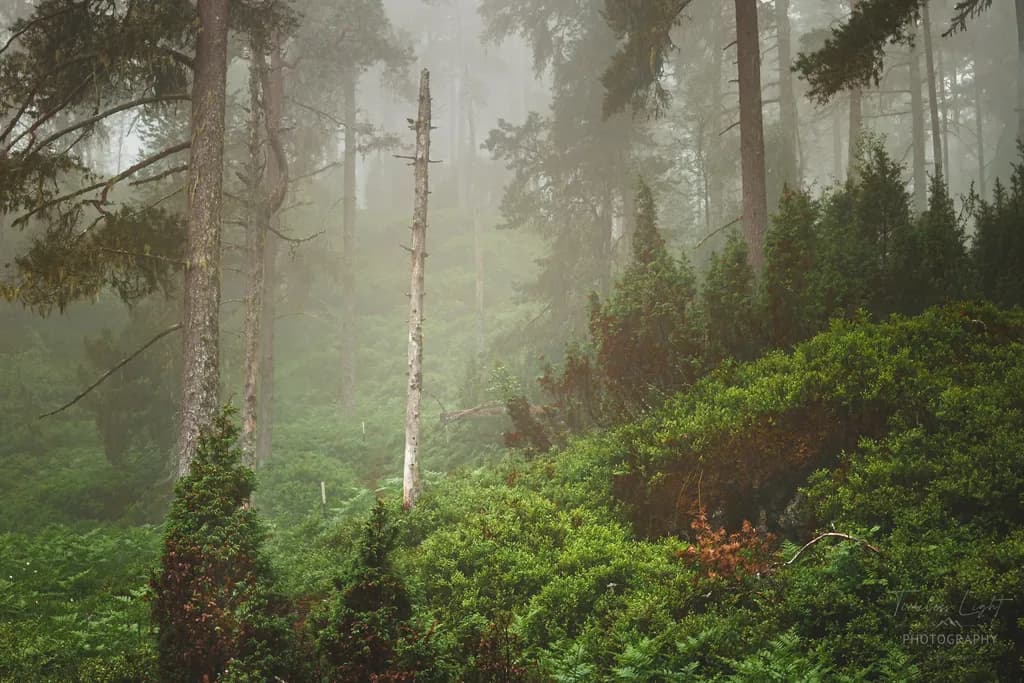 Misty Forest Hideout