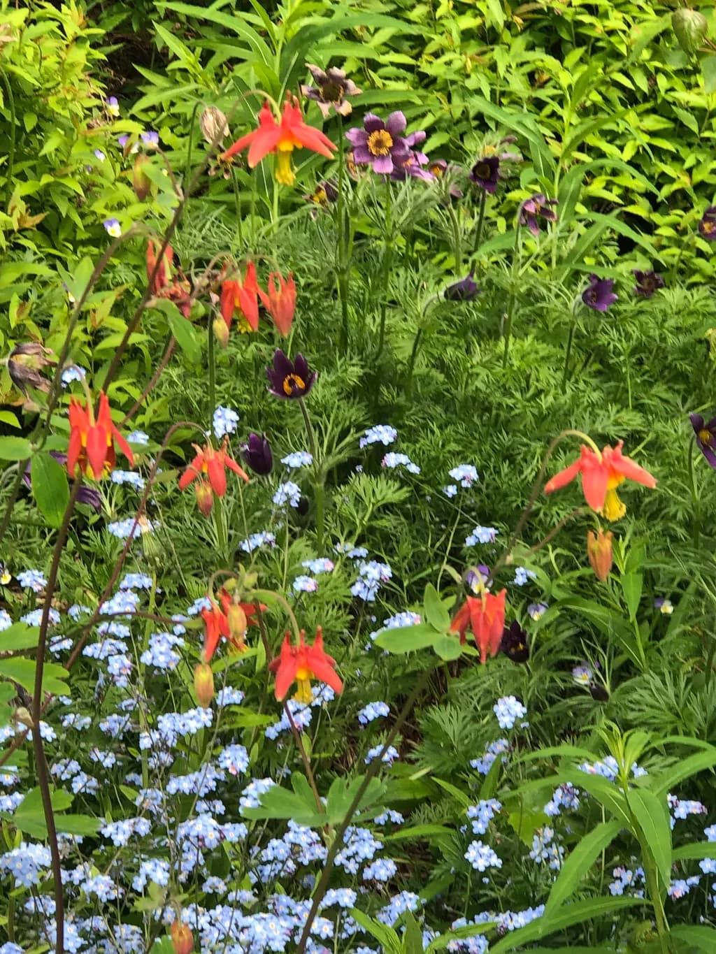 Garden Blooms