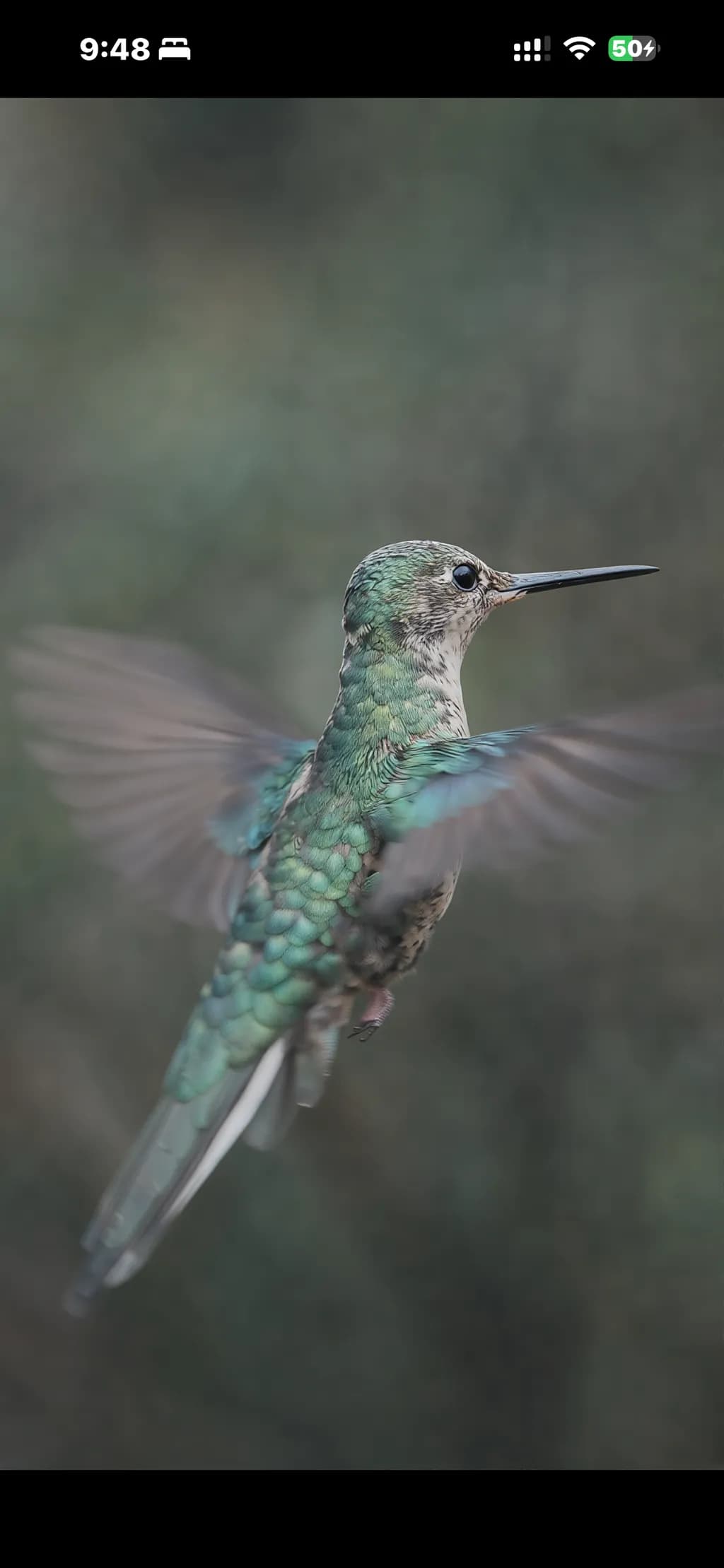 Hummingbird in Flight