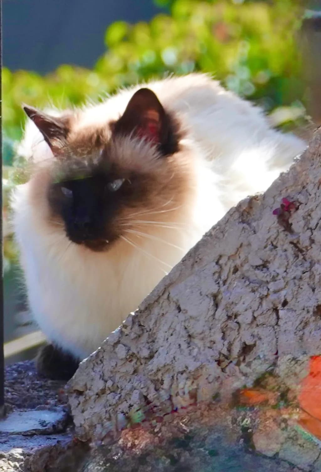 Mysterious Feline Elegance