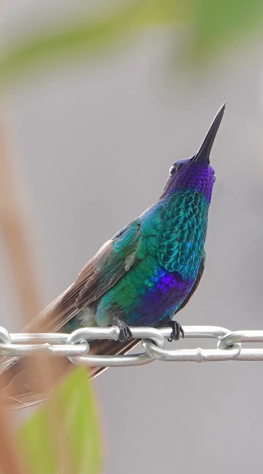 Iridescent Hummingbird