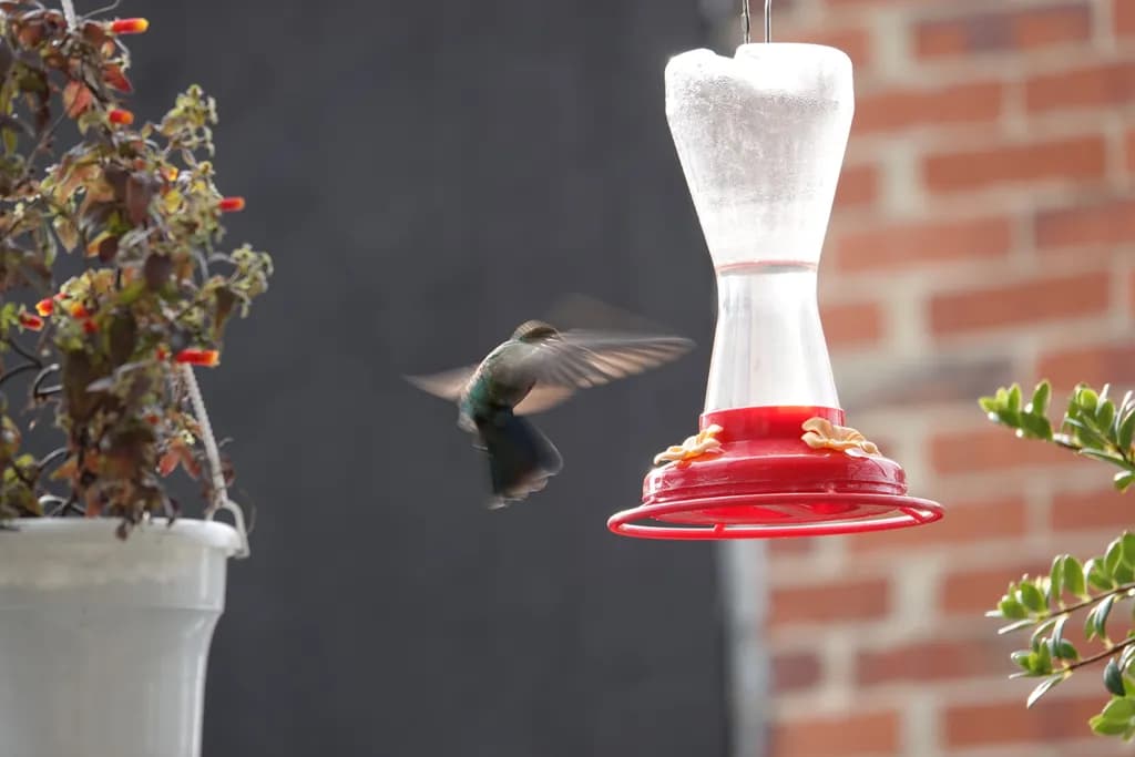 Hummingbird Harmony