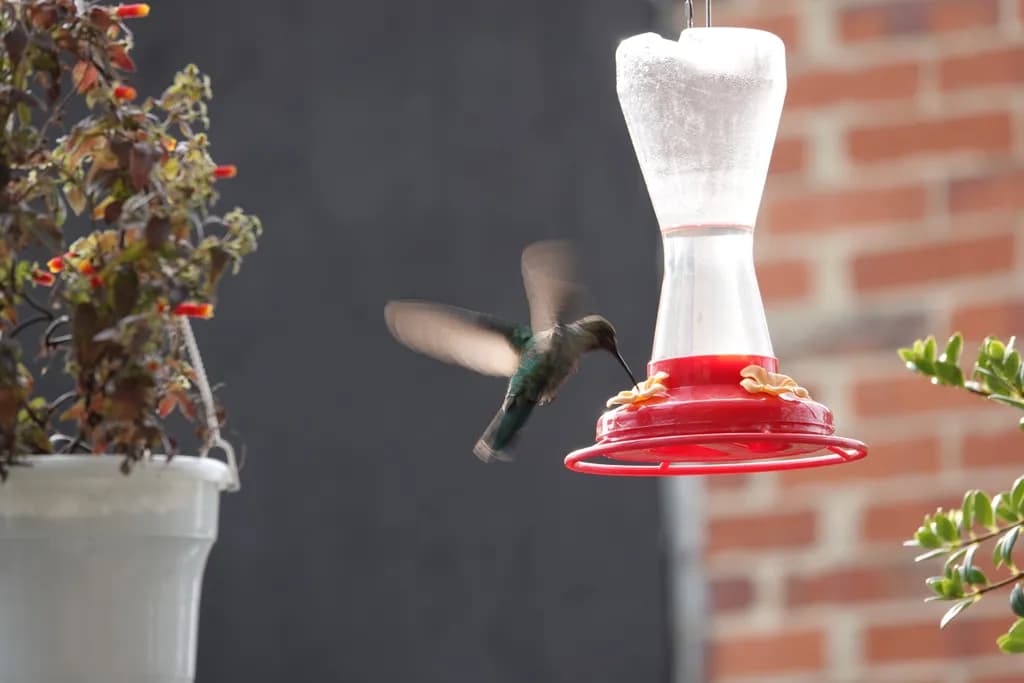 Hummingbird Haven