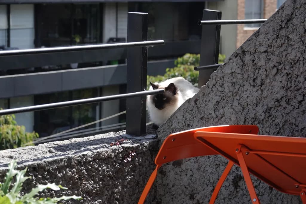 Curious Cat Perch