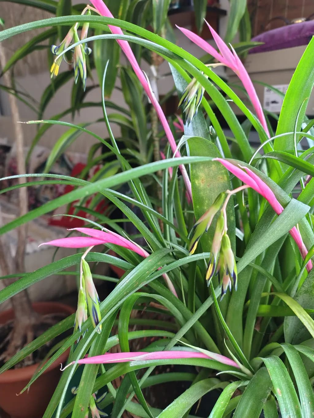 Pink Spike Bloom