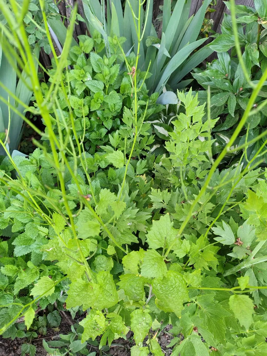 Green Tangle