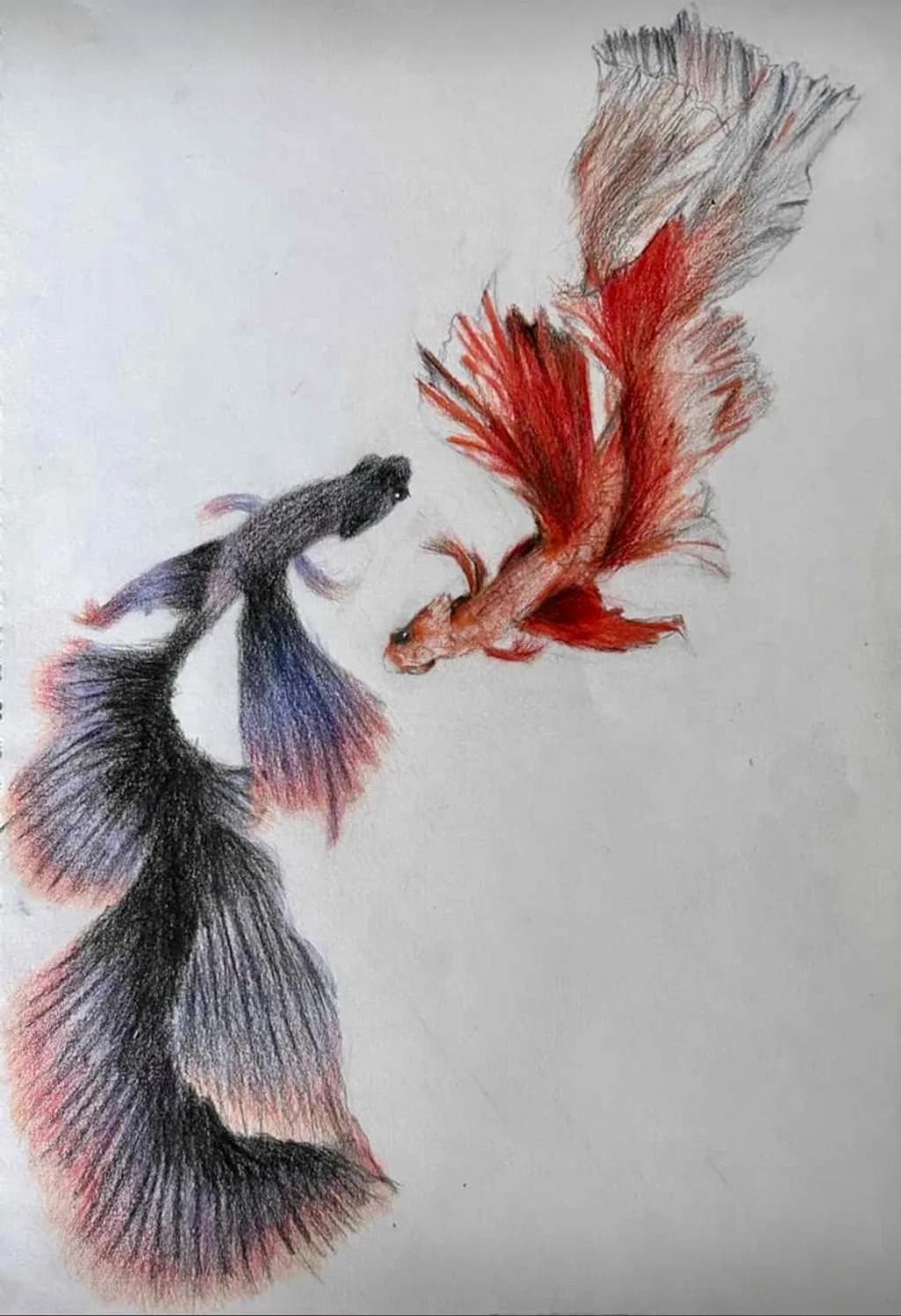 Betta Dance