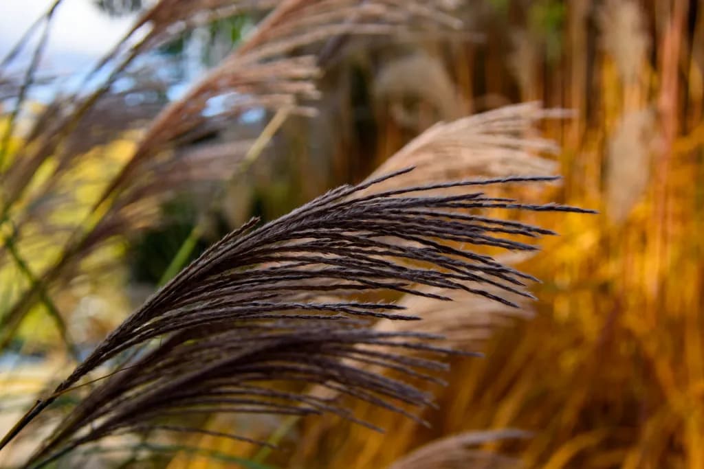 Freelinghuysen Arboretum Fall