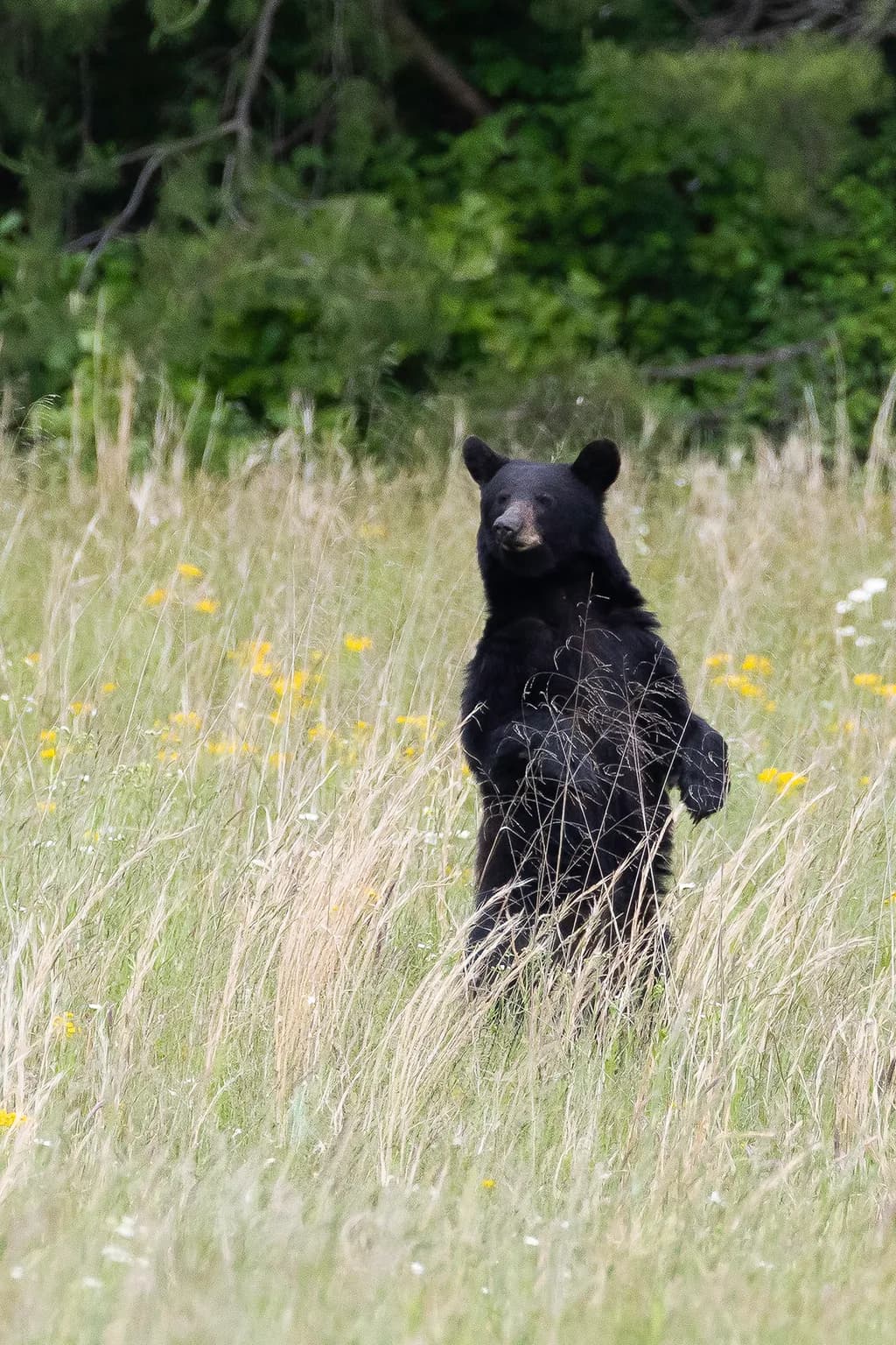 Black Bear in Meadow
