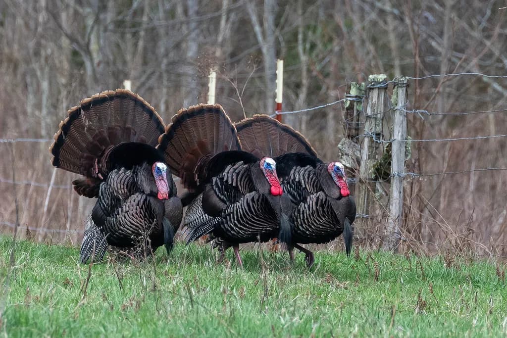 Wild Turkeys in Grass