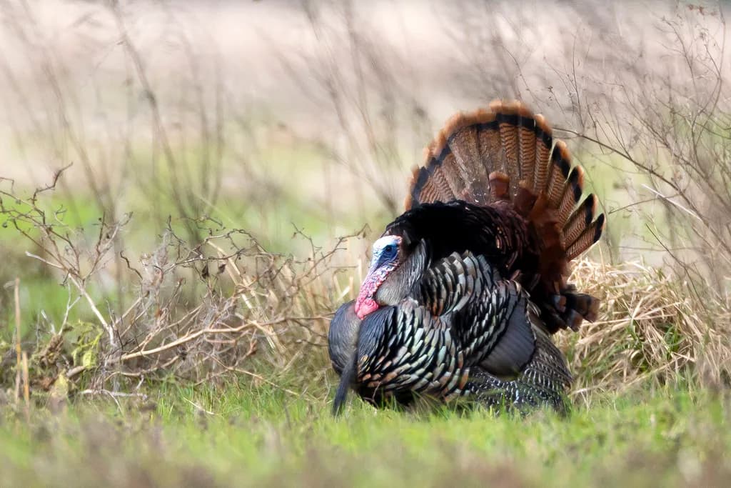 Wild Turkey Display