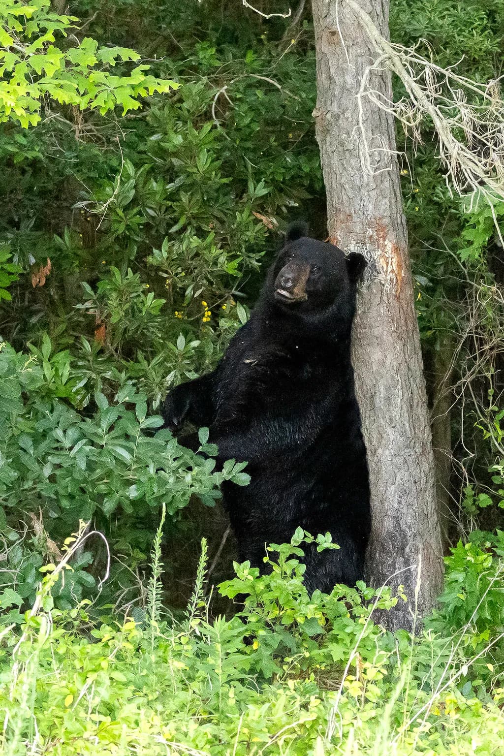 Black Bear in Forest