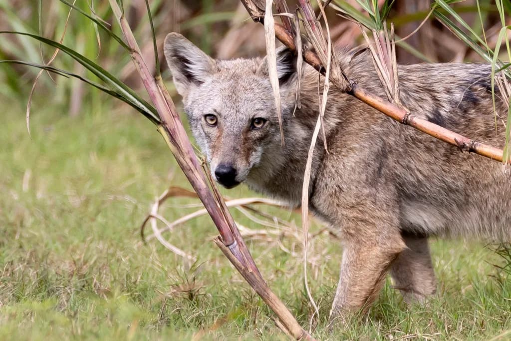 Coyote in Grass