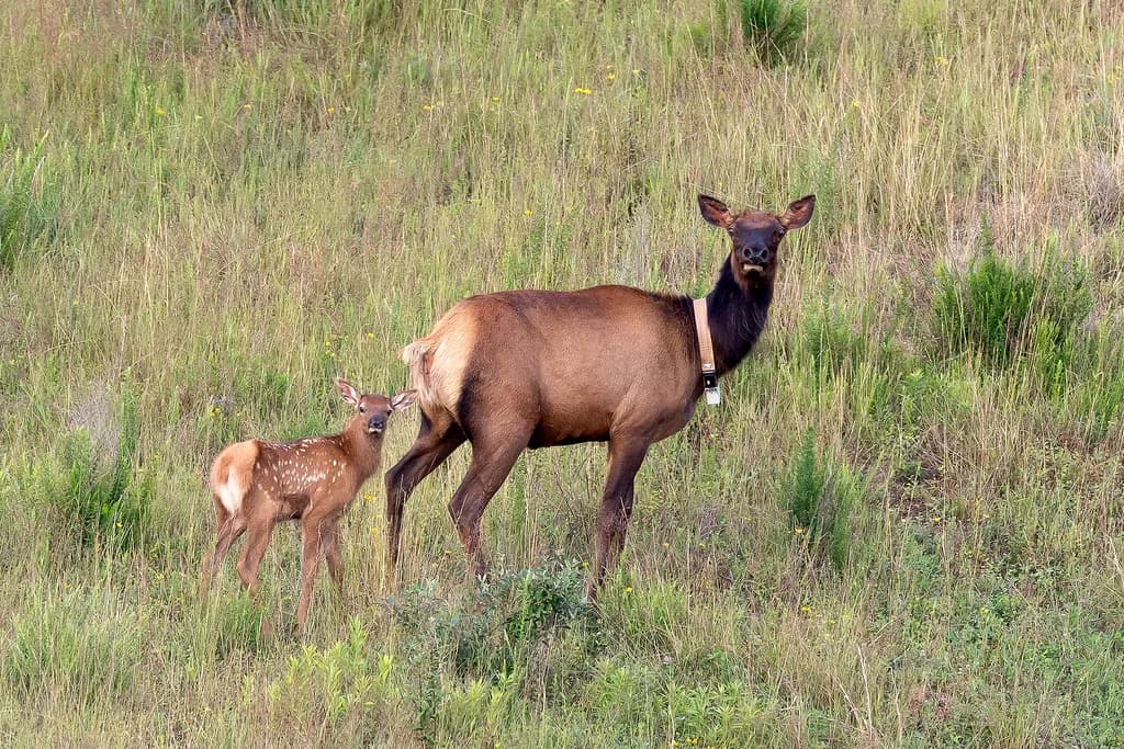 Elk and Calf in Grass