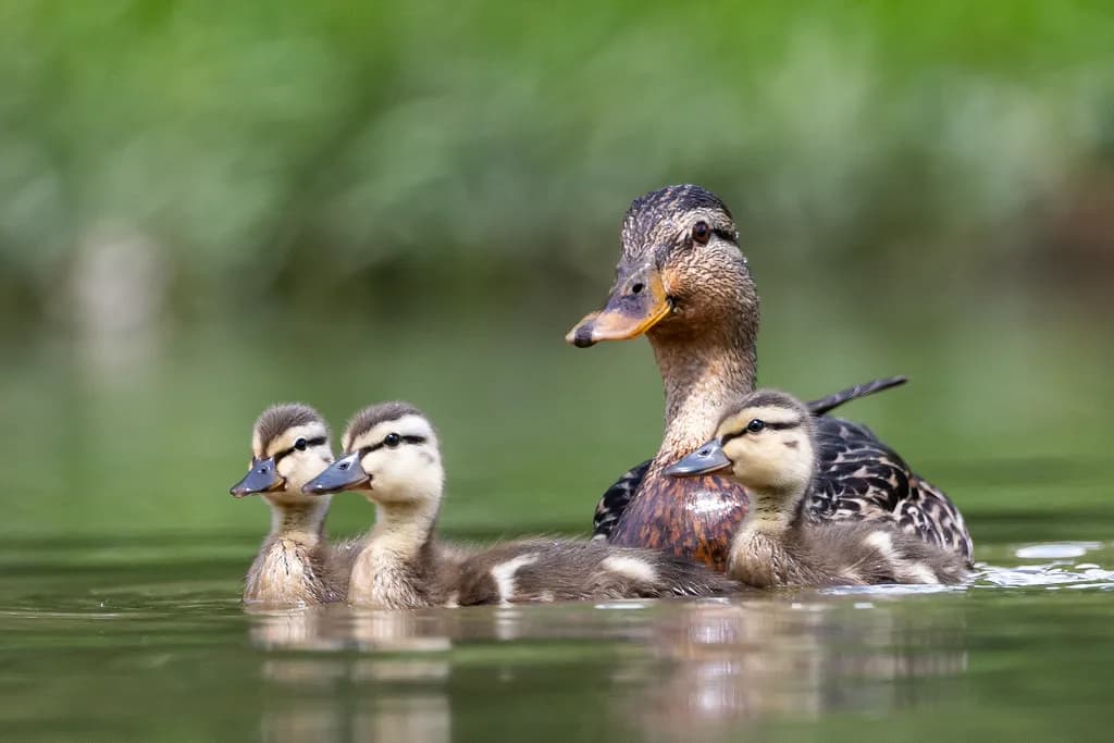 Duck Family on Water