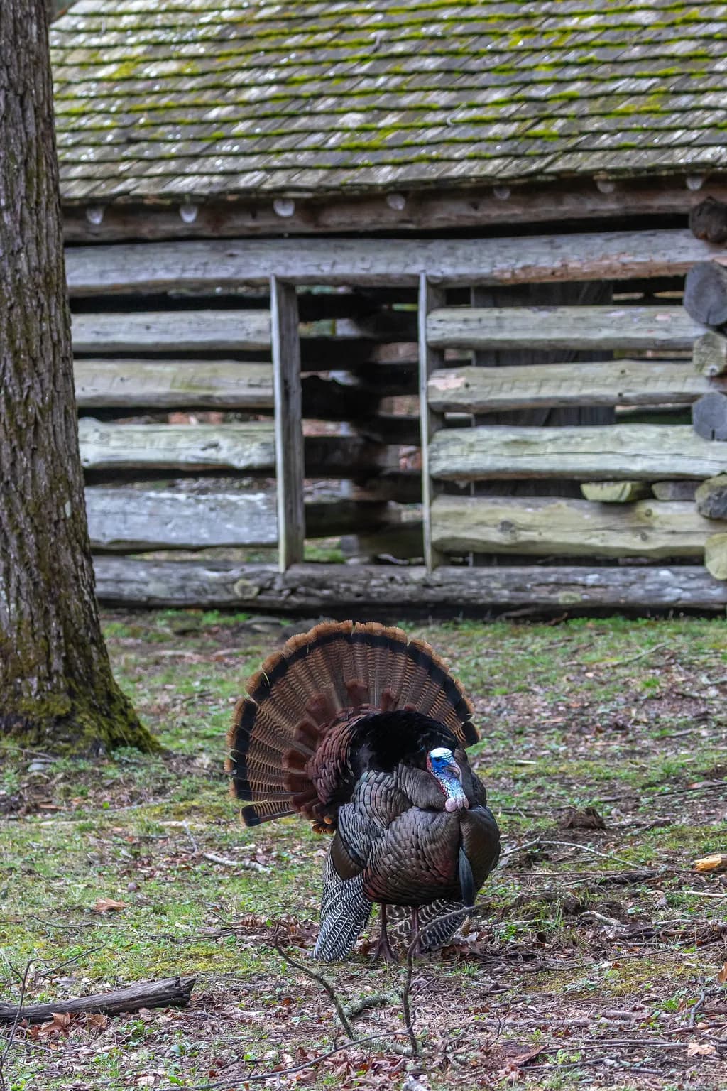 Wild Turkey by Cabin
