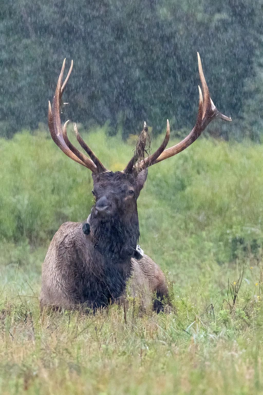Rainy Elk Portrait