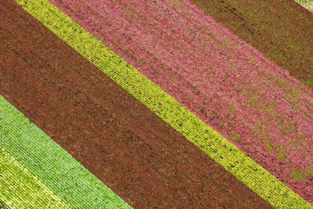 South Florida Blossoms