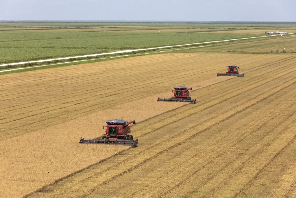Rice Harvest South Florida