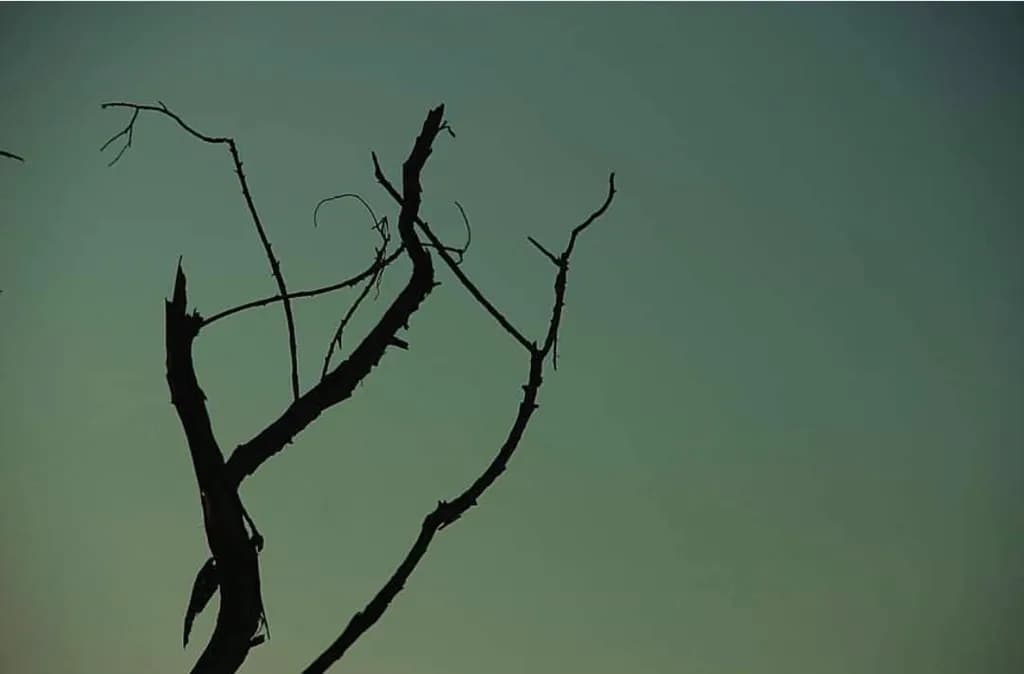 Bare Branch Silhouette