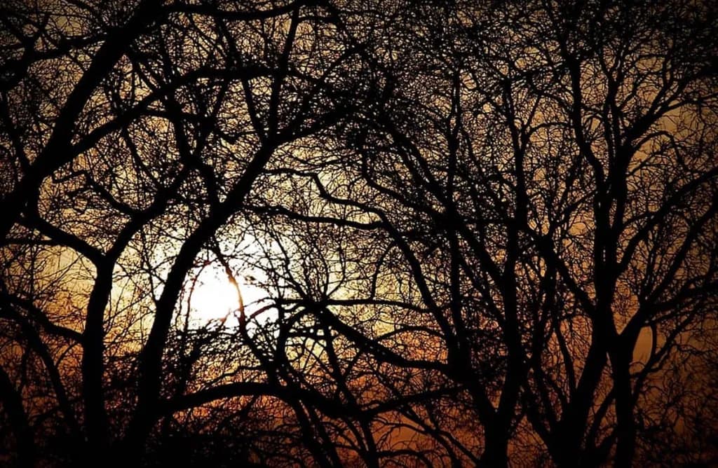 Silhouetted Sunset