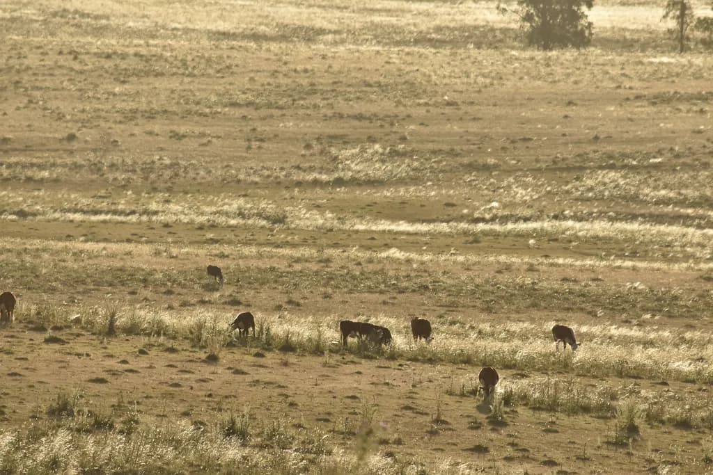 Grazing Serenity