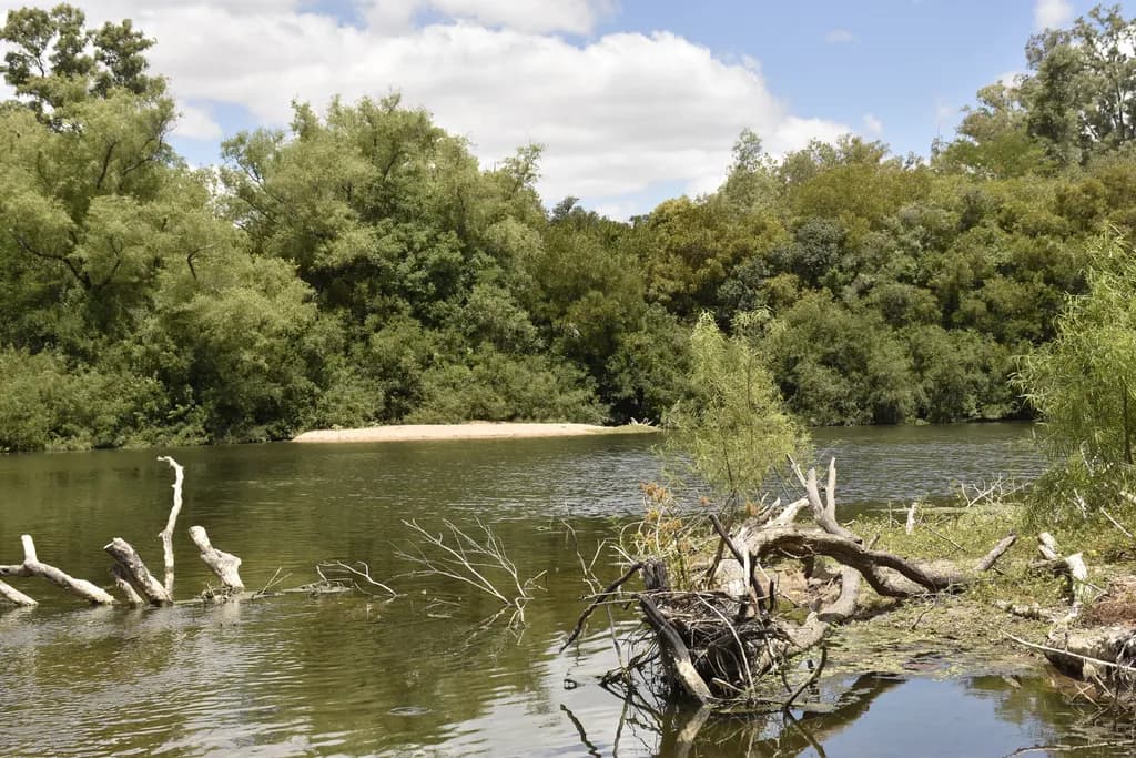 Riverbank Reflections