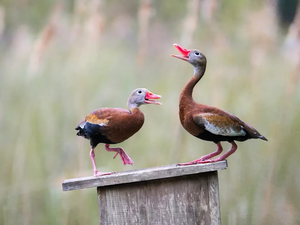 Dancing Ducks