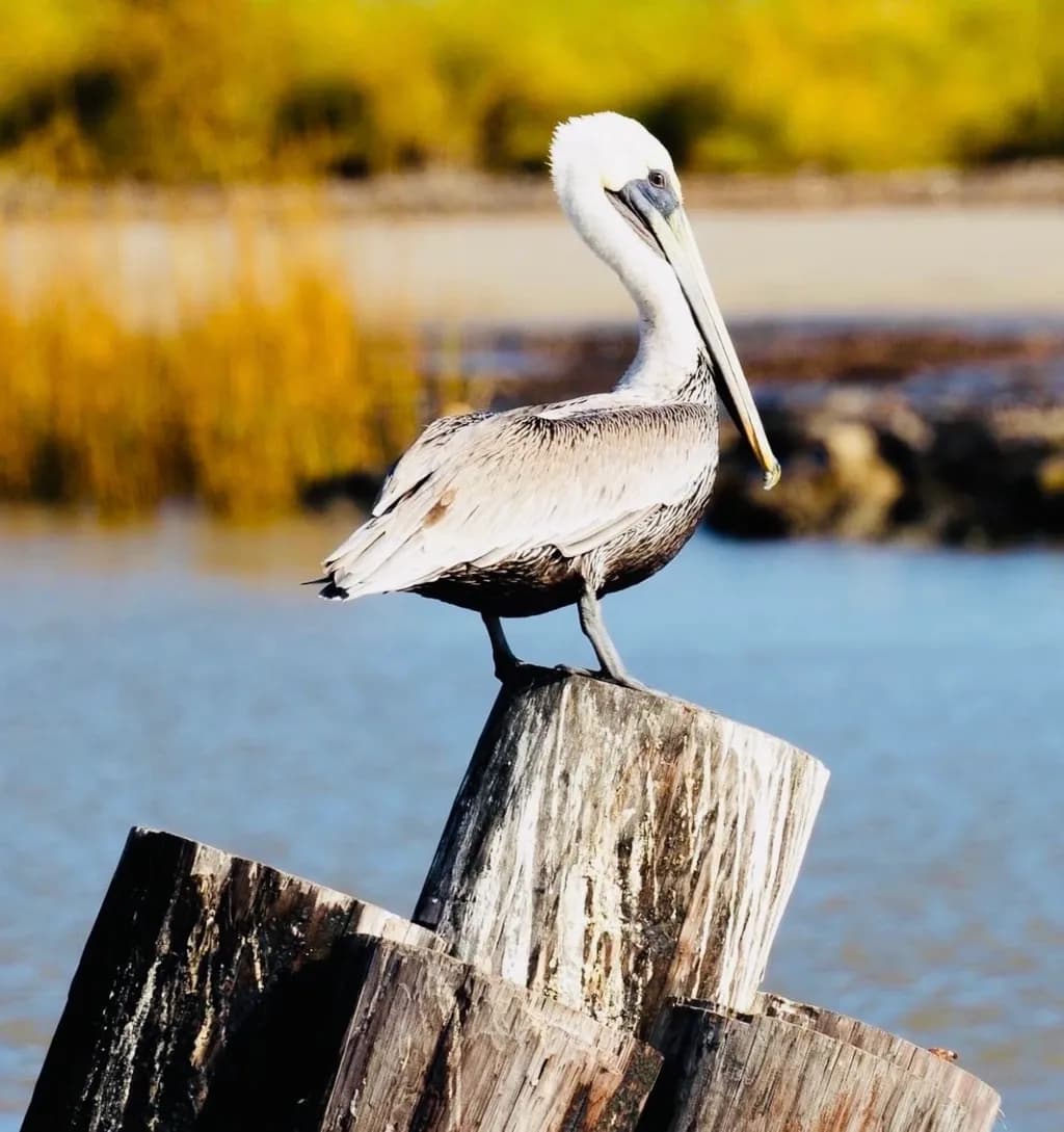 Pelican Perch