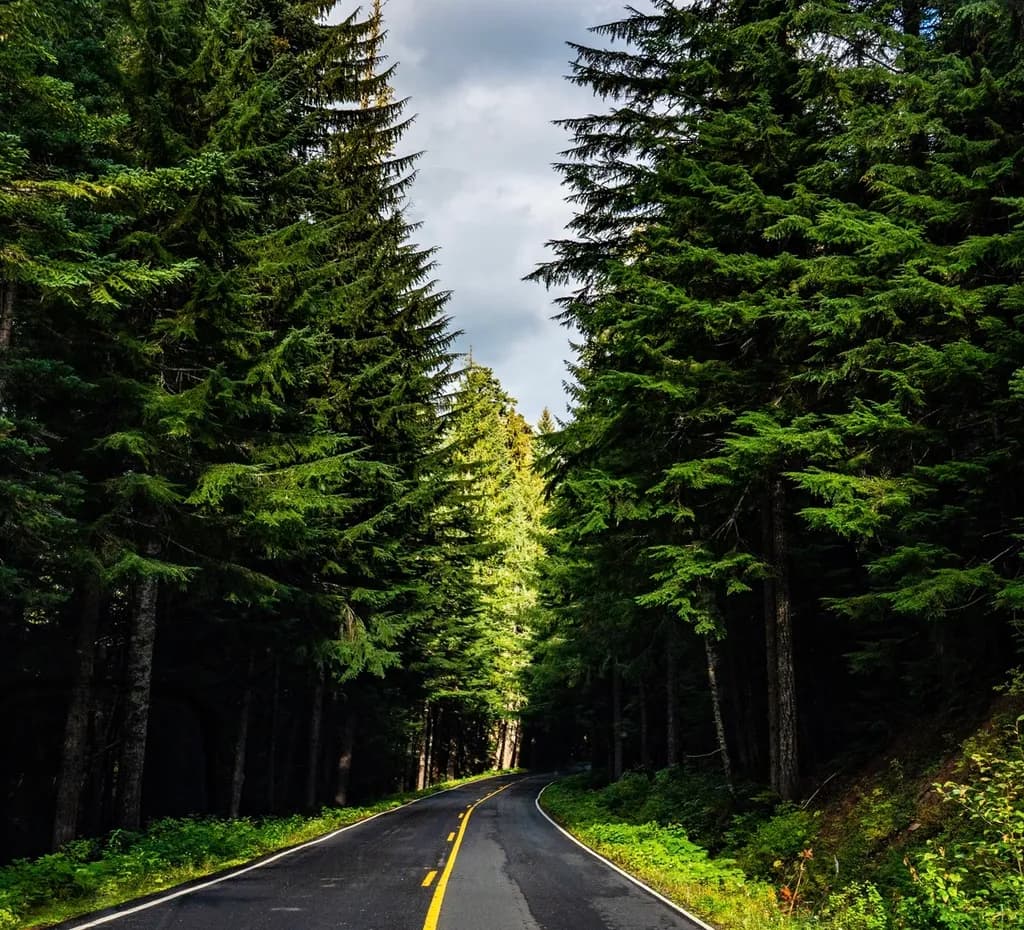 Tranquil Forest Road