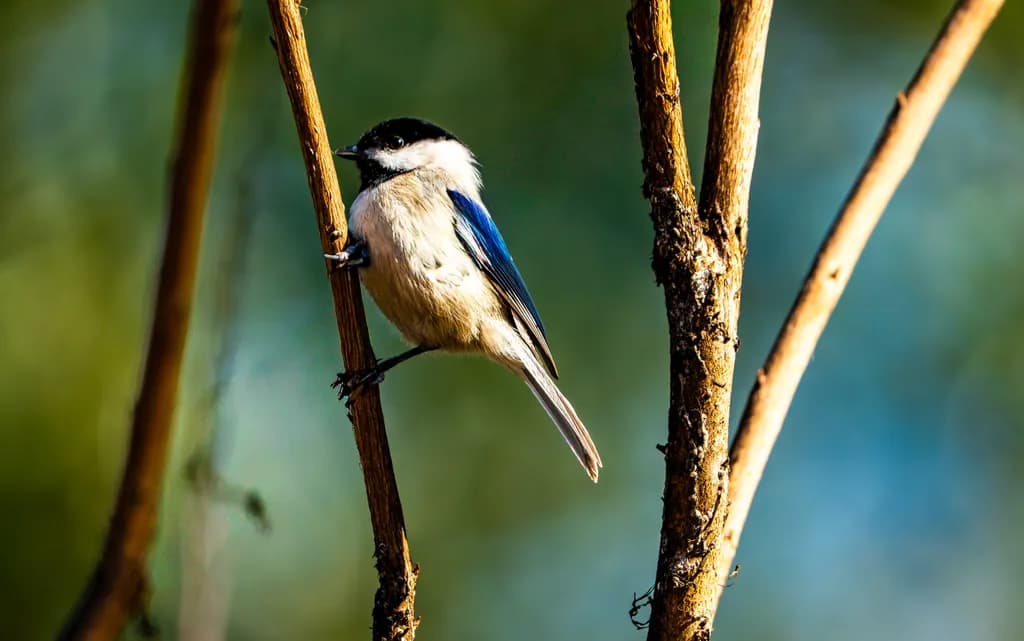 Perched Beauty