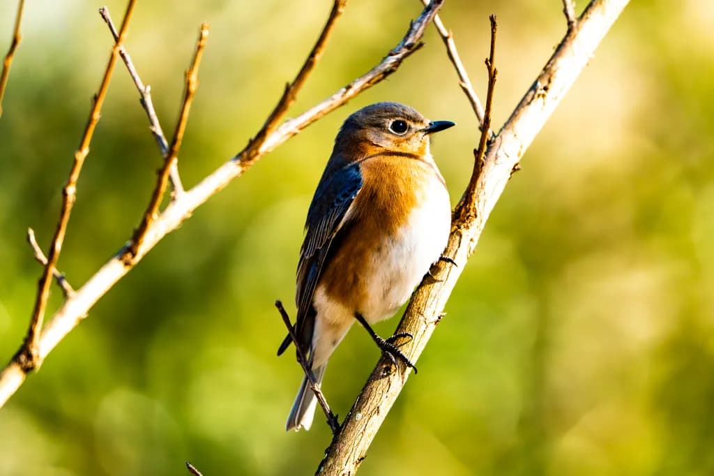 Perched Beauty