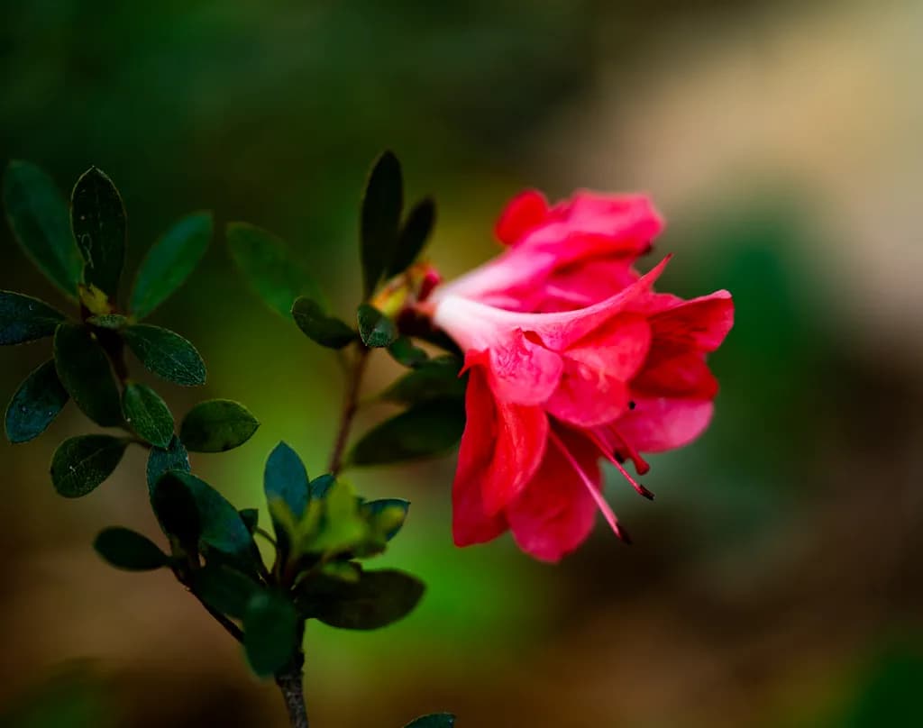 Crimson Bloom