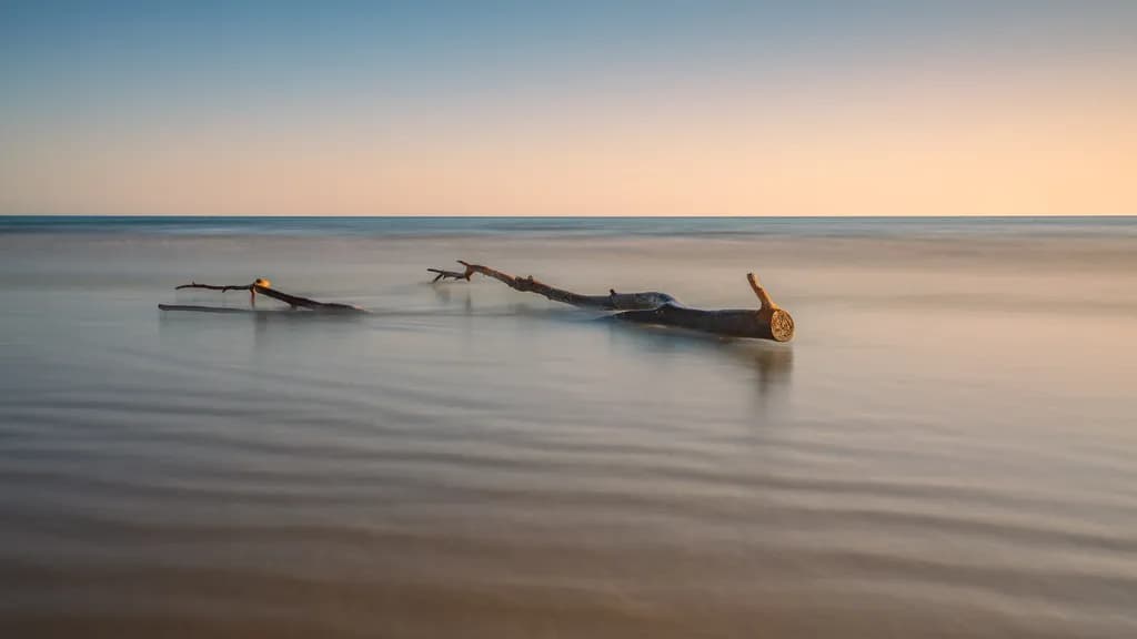 Driftwood at Sunset