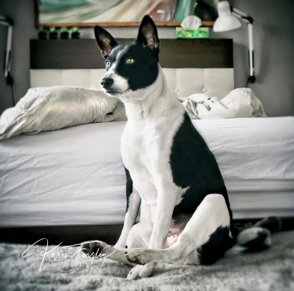 Basenji Serenity