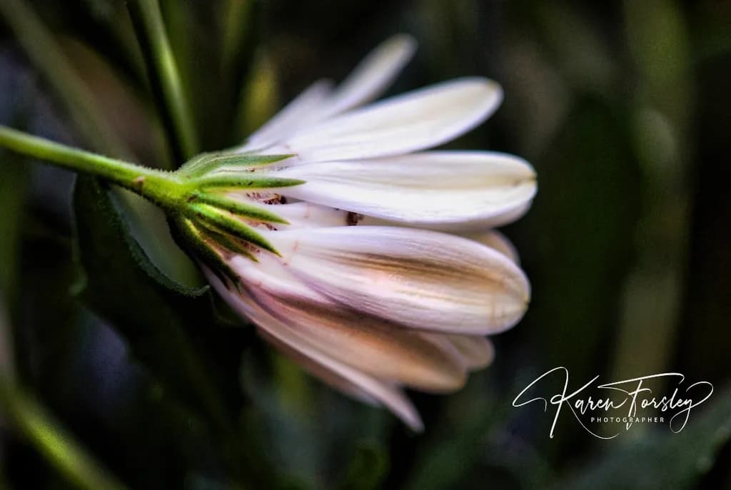 Fallen Petals
