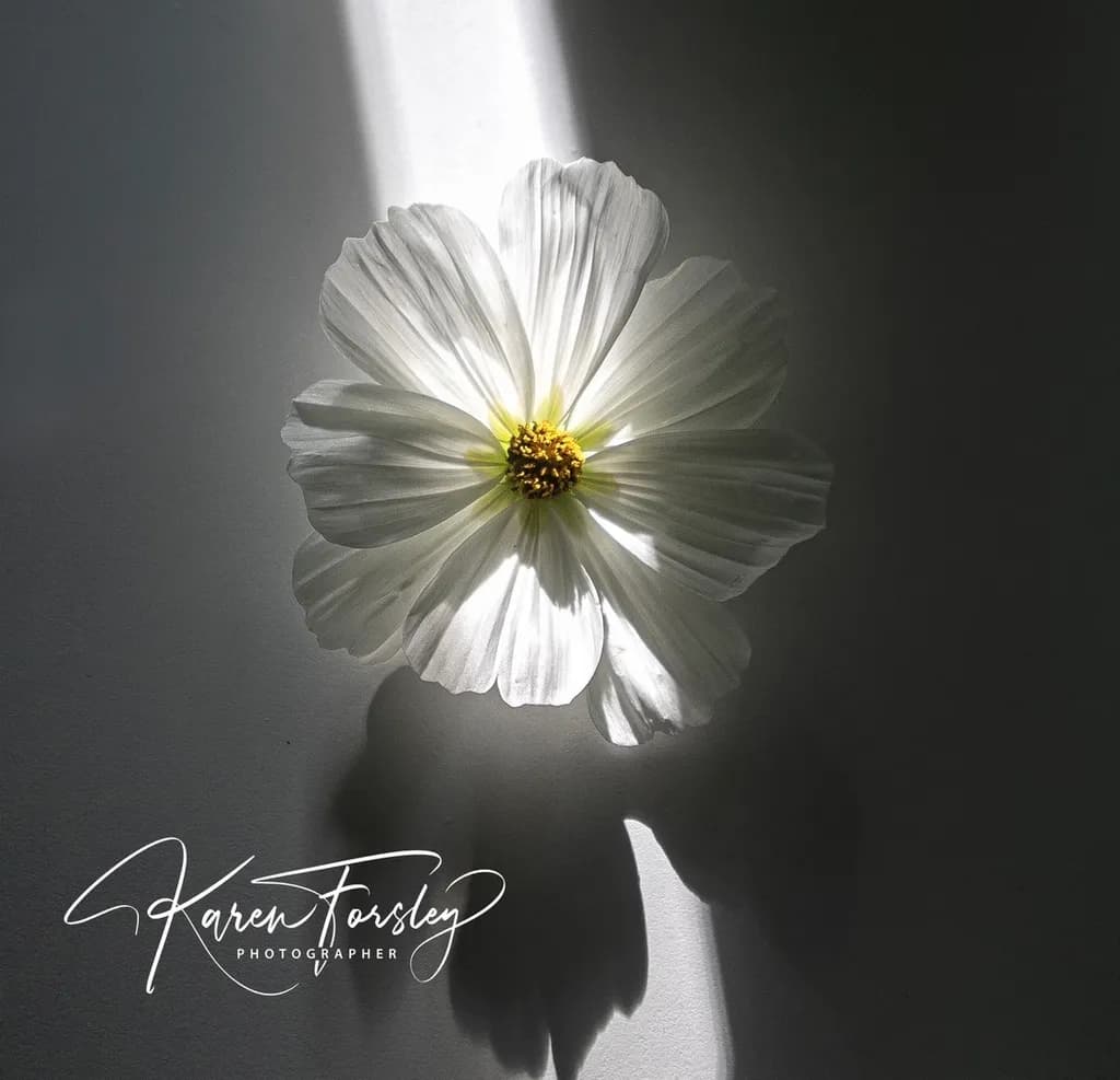 Luminous Bloom