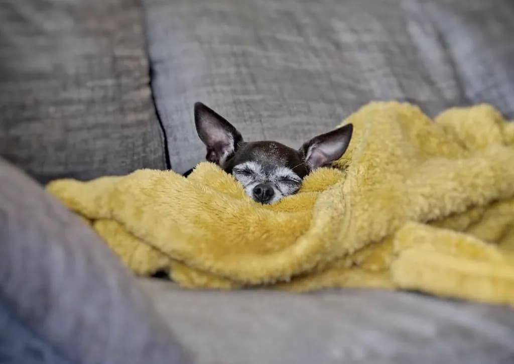 Cozy Canine Nap