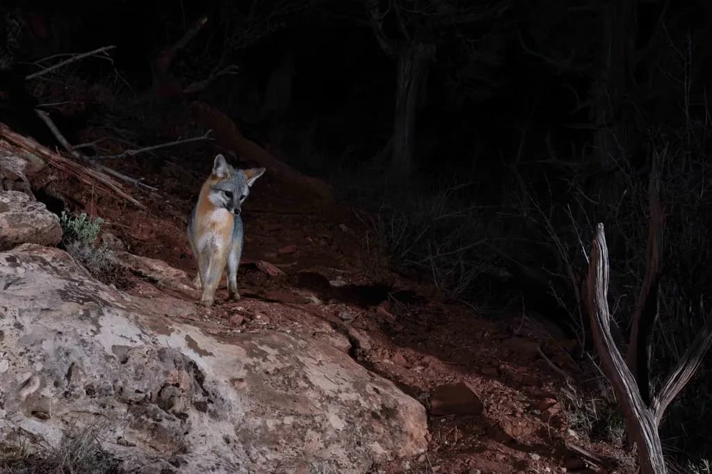 Midnight Watcher