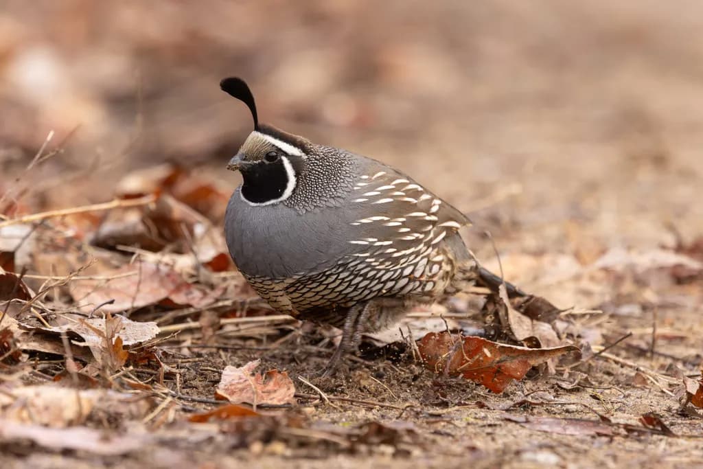 Grounded Quail