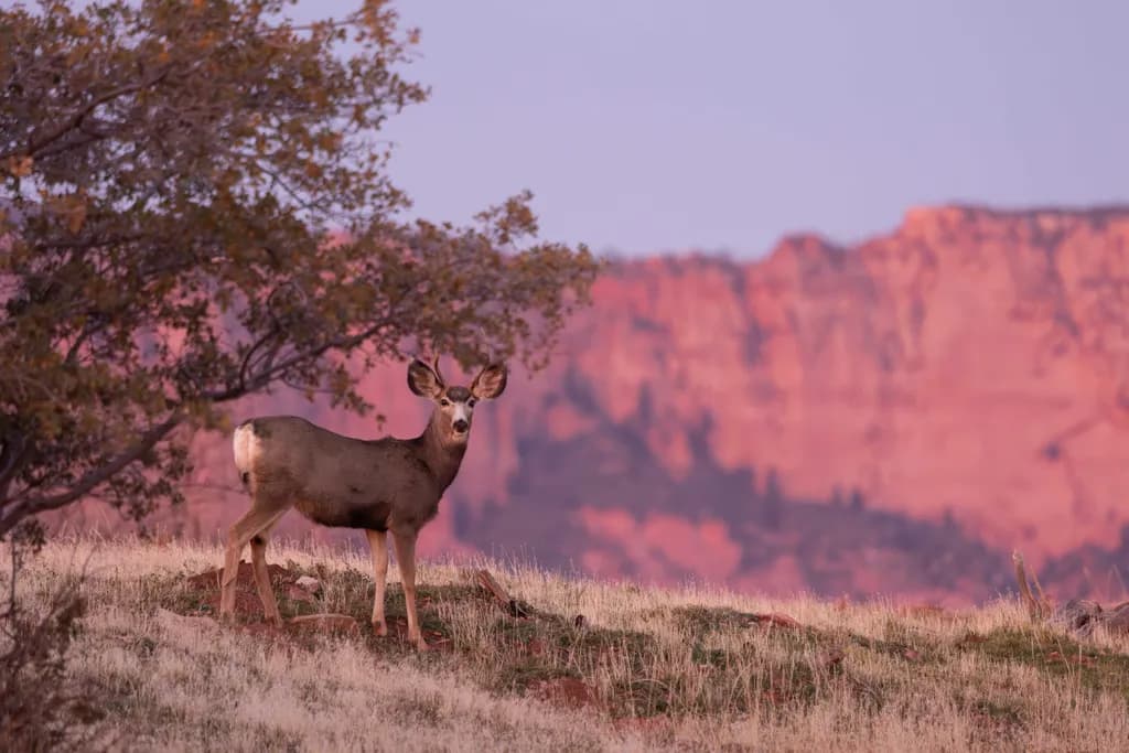 Mountain Watcher