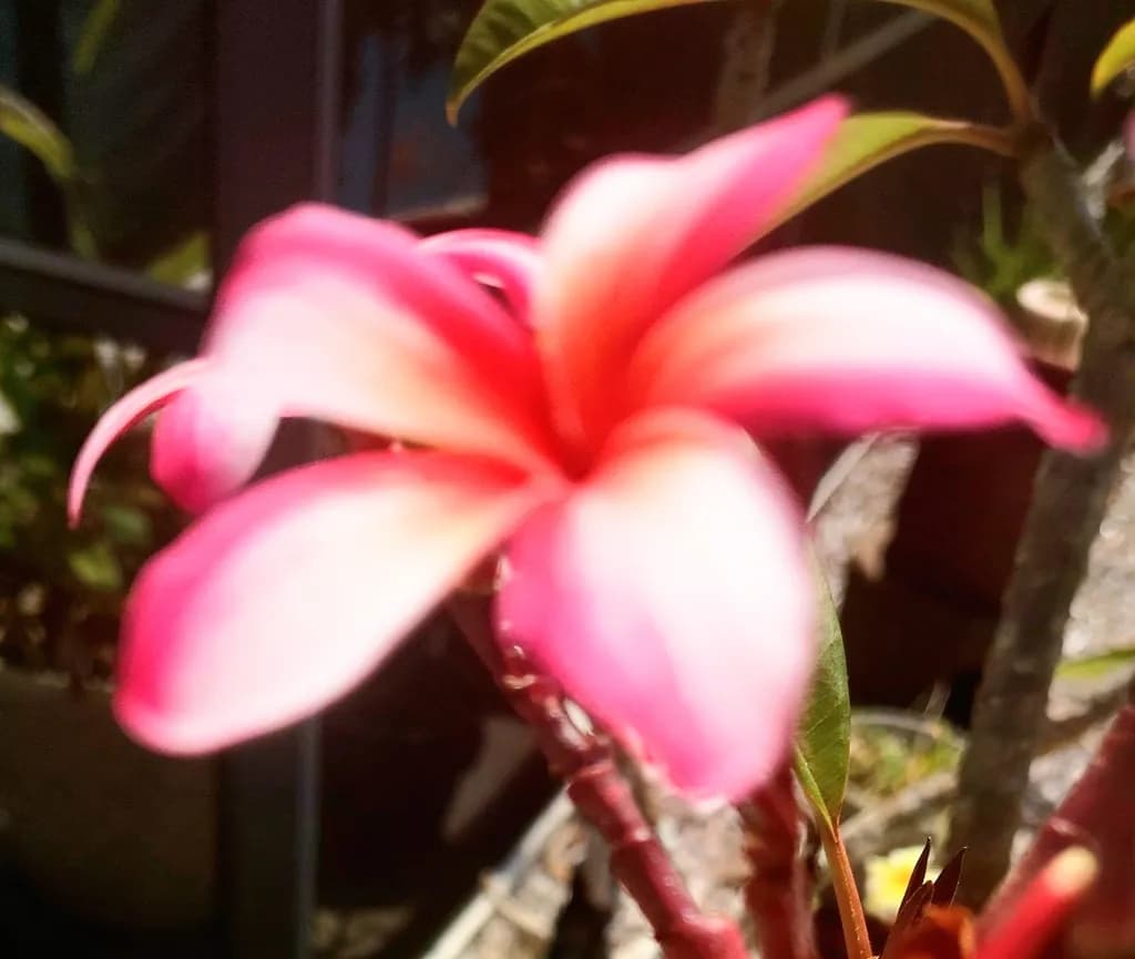 Pink Flower Glow