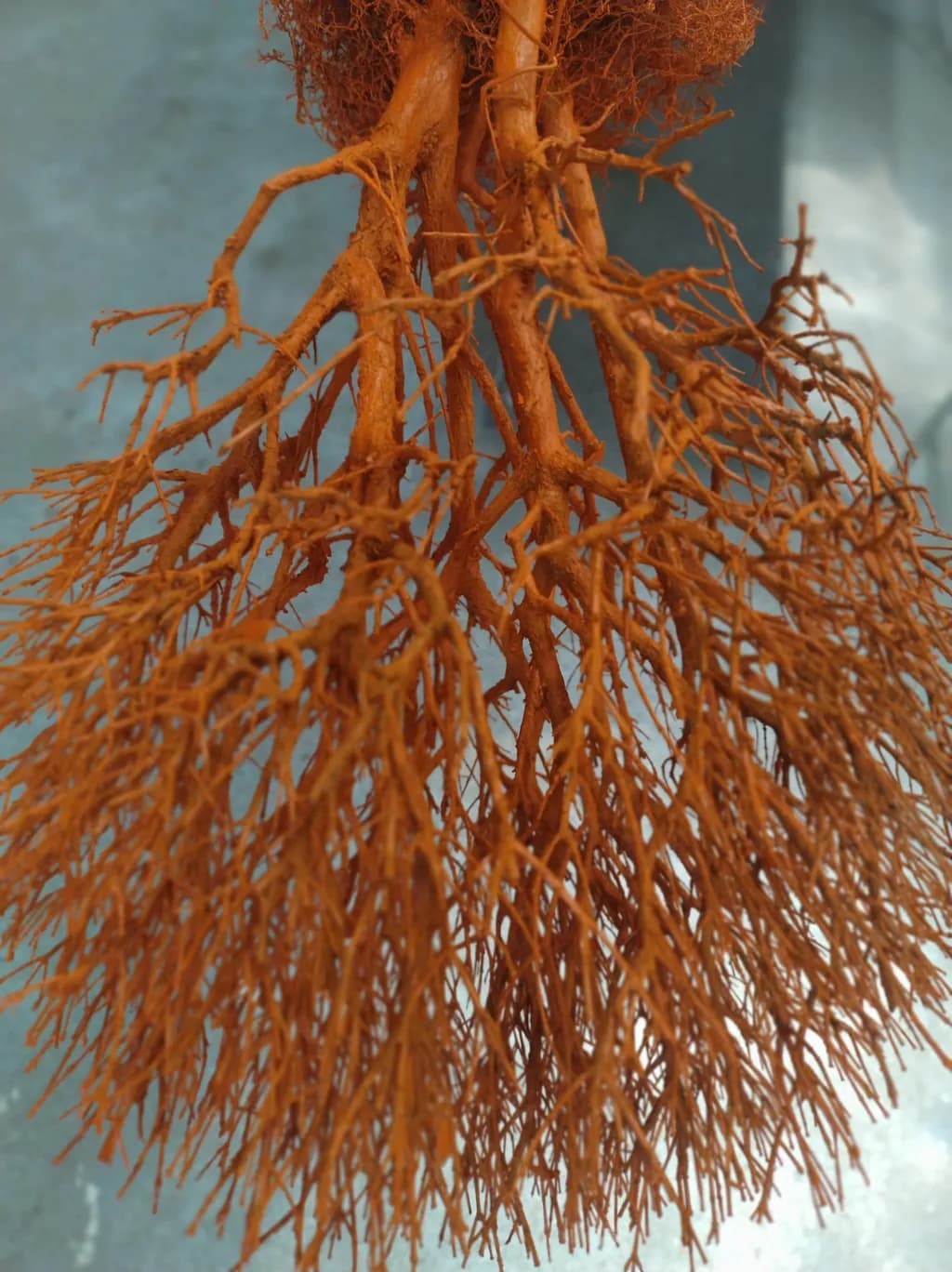 Tangled Roots